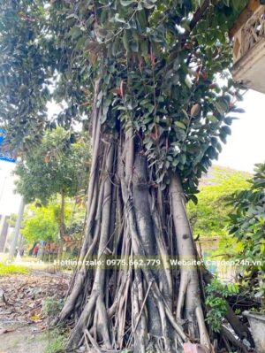 Cây Đa Búp Đỏ lâu năm vanh gốc khoảng 300