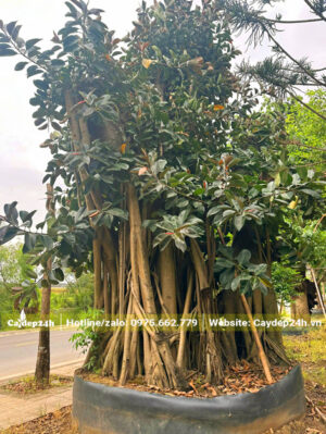 Cây lớn đã quây bầu, dưỡng ủ tại vườn ở Hưng Yên