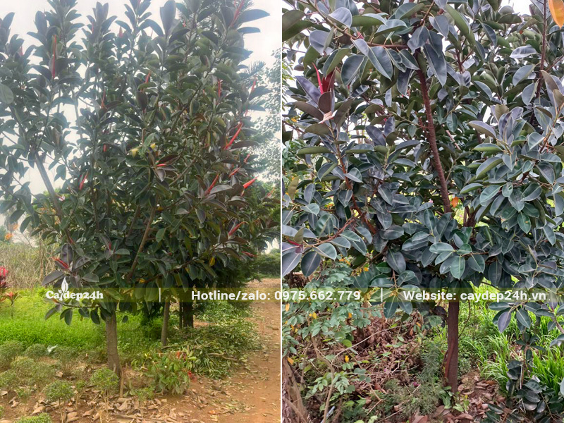 Vườn cây đa búp đỏ đường kính gốc 10cm tại Hà Nội
