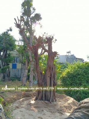 Cây được tỉa hết tai cành, giữ phần thân chính cao khoảng 2 - 2,5m