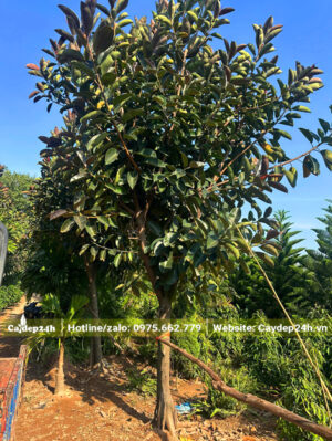 Cây đường kính gốc 20cm, tán tròn đẹp chiều cao khoảng 4m