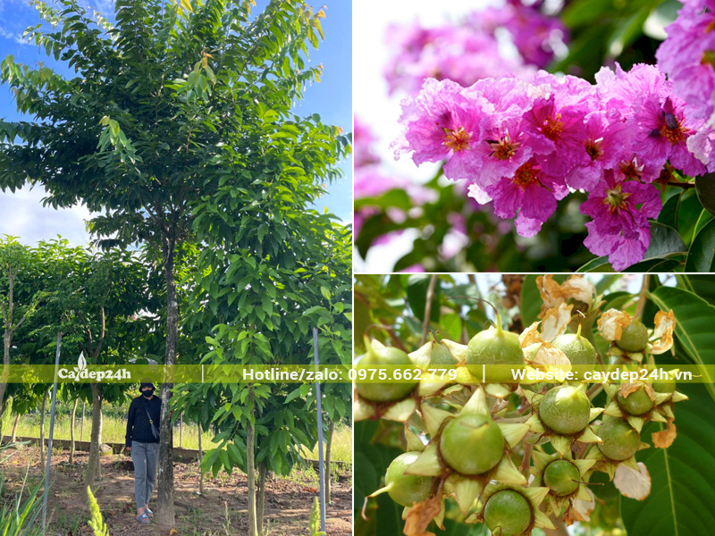 Đặc điểm hình thái nổi bật của cây bằng lăng hoa tím