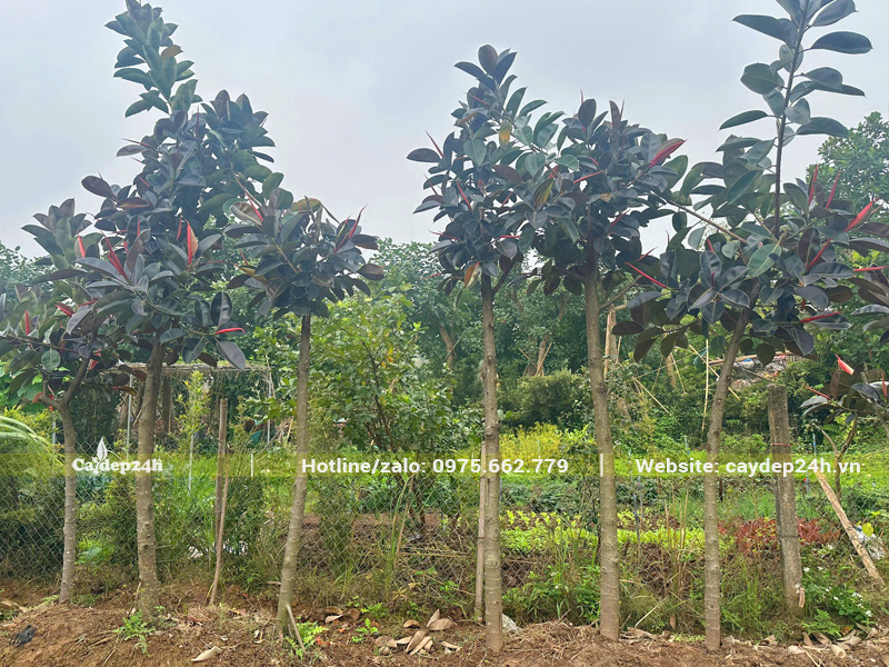 Vườn dâm ủ cây đa búp đỏ công trình đường kính gốc 12 - 15cm