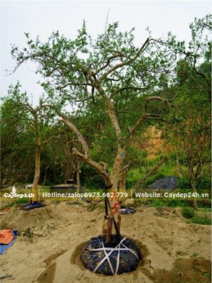 Để nguyên vỏ bọc bầu, dâm ủ cây Lựu bằng cát ẩm