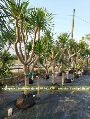 Dưỡng ủ số lượng lớn cây hát Tài Núi cao 3 - 4m