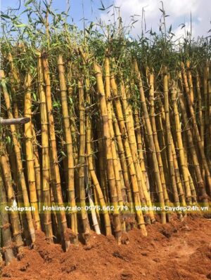 Cây tre vàng được dâm ủ bằng xơ dừa