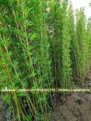 Vườn dâm ủ cây Trúc Quân Tử sử dụng đất cát pha giàu dinh dưỡng