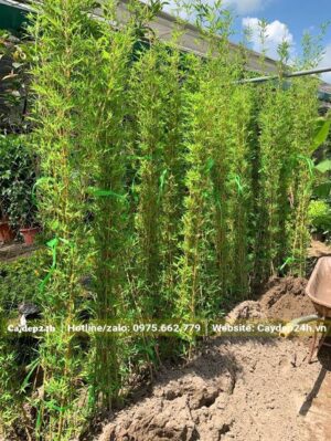 Trúc Quân Tử trồng sẵn trong bầu, mỗi bầu có 3 - 5 thân