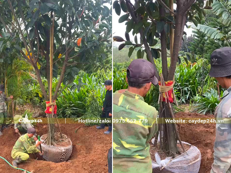 Bứng bầu cây Đa Búp Đỏ công trình, đường kính gốc 20cm