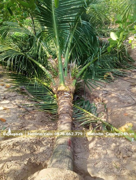 Đánh bầu cây Dừa công trình