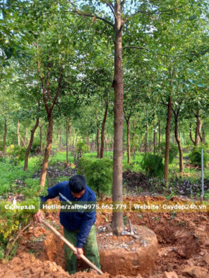 Công nhân nhà vườn Cây Đẹp đang khoanh bầu bứng cây