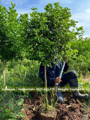 Bứng nóng cây hoa Nguyệt Quế trưởng thành cao 1,5m