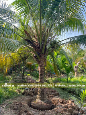 Khoanh bầu, cắt rễ cho cây dừa công trình mới bứng