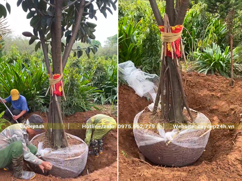 Đào hố trồng cây đa búp đỏ đường kính bầu 70cm