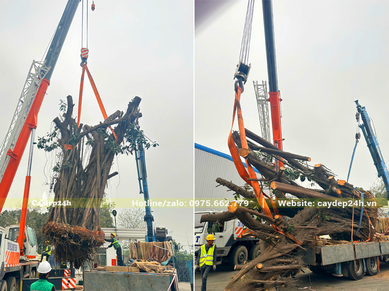 Cần cẩu 15 tấn đa nhấc di chuyển cây