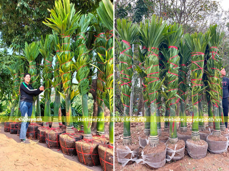Lô cau lùn lóng thân 20cm đánh thẳng đã bọc bầu, bó lá cẩn thận