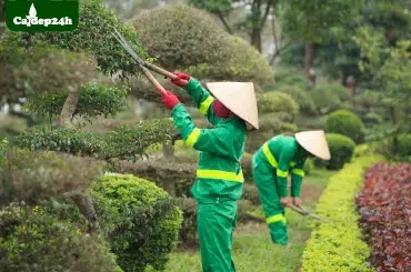 dịch vụ cắt tỉa chăm sóc cây xanh