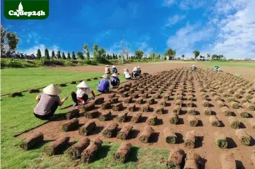 dịch vụ trồng cỏ sân vườn