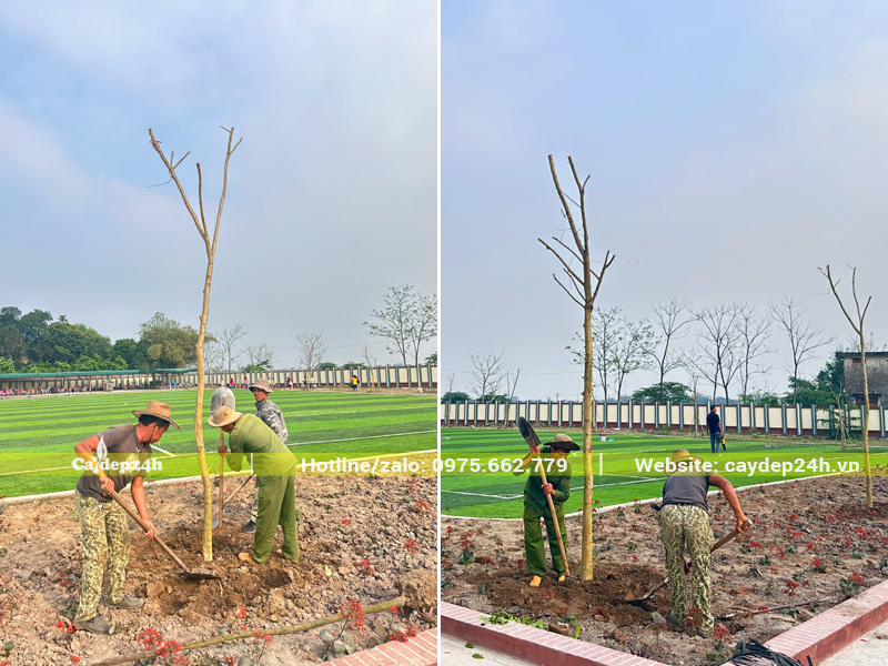 Tiến hành thi công trồng cây bằng lăng tím công trình cho trường học