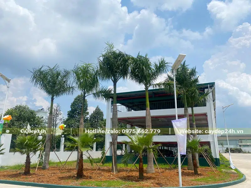 Thi công trồng và chống cây Cau Vua công trình tại một nhà máy ở Bình Dương