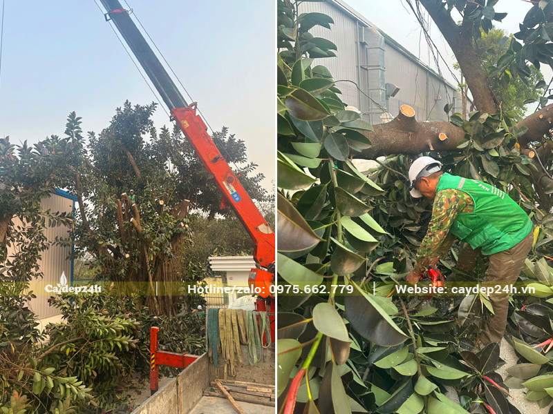 Dưới sự hỗ trợ của thiết bị công nhân đang cắt tỉa cành hạ chiều cao của cây Đa Búp Đỏ cổ thụ
