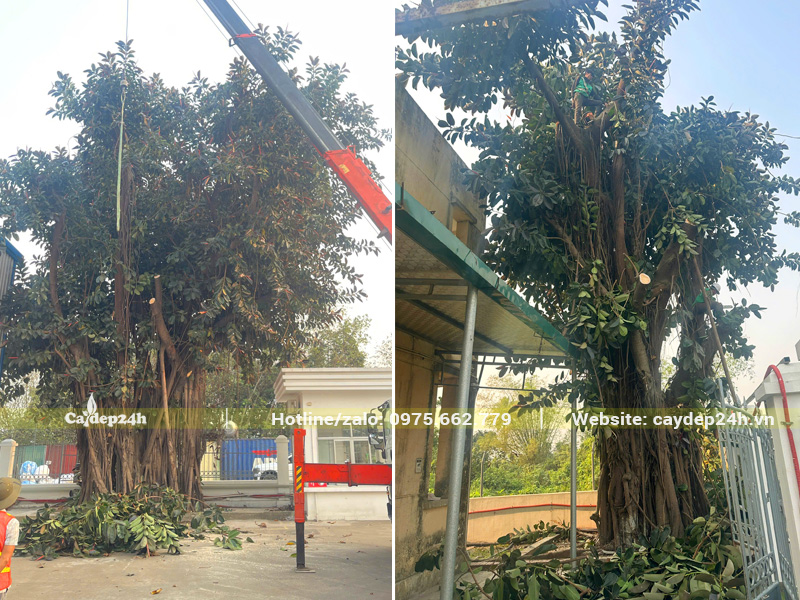 Hình ảnh thực tế những cây Đa Búp Đỏ cổ thụ trong dự án tại nhà máy ở Bắc Ninh