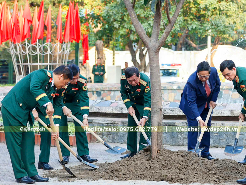 Dự án trồng cây Đa Búp Đỏ công trình cho môi trường quân đội