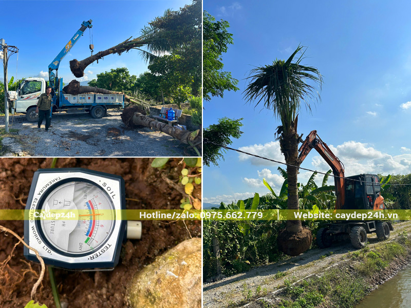 Chuyển cây dừa công trình từ điểm tập kết vào hố trồng bằng máy múc
