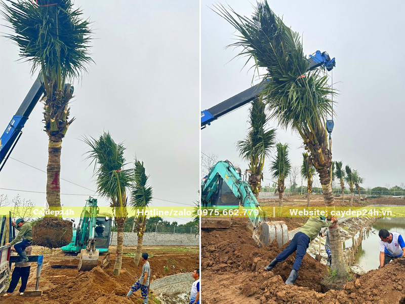 Thi công trồng cây dừa quanh ao cá cho khách tại Hưng Yên