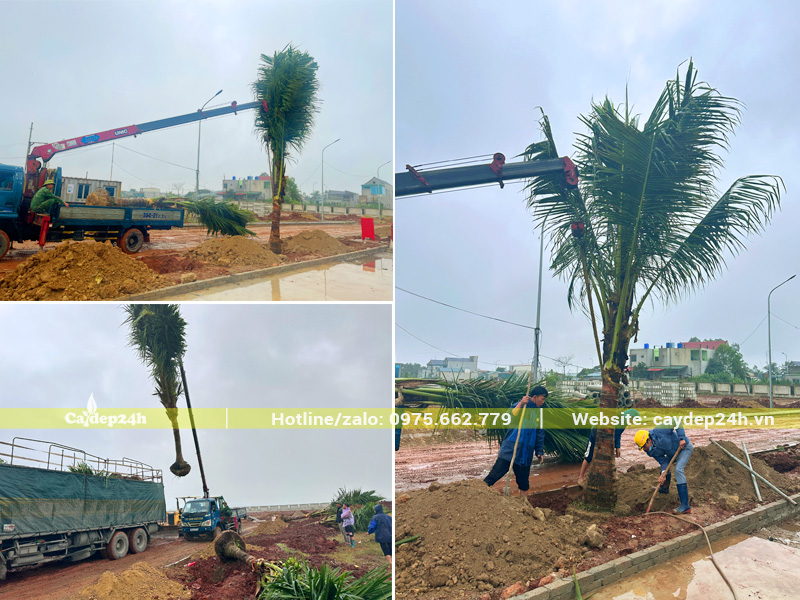 Cẩu hạ và trồng cây dừa công trình tại Thanh Hóa