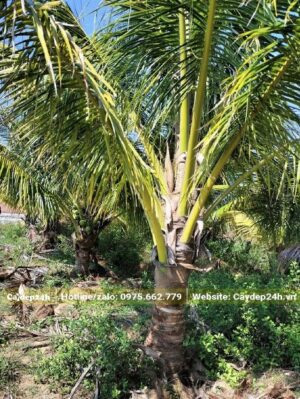 Vườn trồng cây Dừa hàng đẹp, lóng thân dưới 50cm