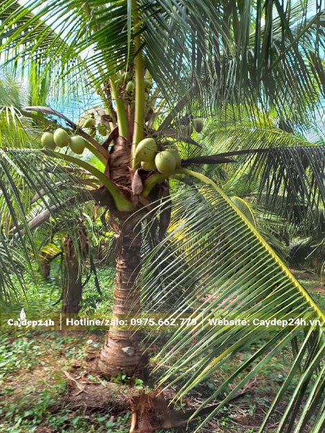 Cây Dừa đang mùa ra quả