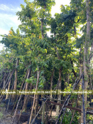 Bãi dưỡng ủ cây bằng lăng lâu năm, vanh gốc khoảng 70 - 80cm