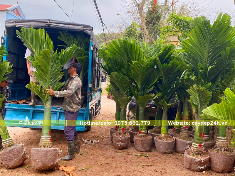 Công nhân nhà vườn đang xếp những cây cau lùn cao vút lá 2m lên xe