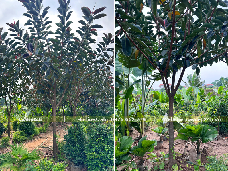 Cây Đa Búp Đỏ công trình loại nhỏ, đường kính gốc 5 - 8cm