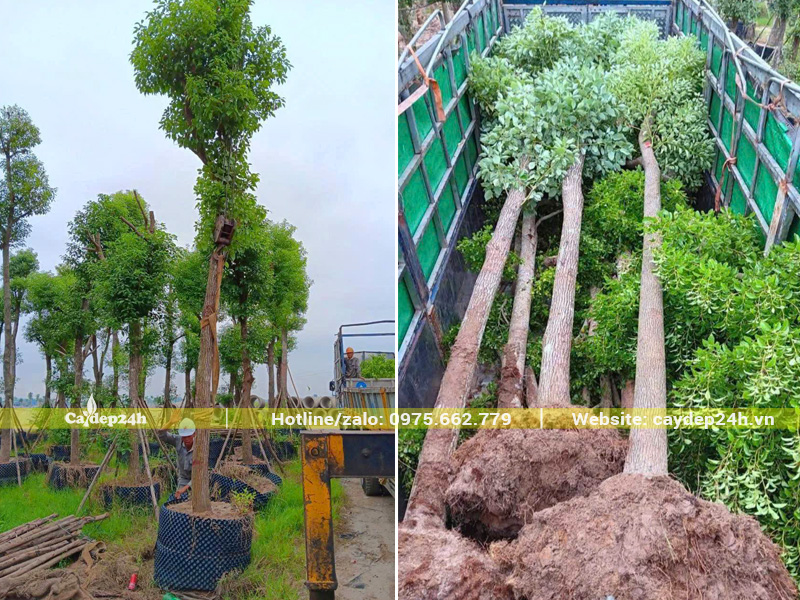 Cẩu đưa cây long não công trình cao 6m lên thùng xe tải