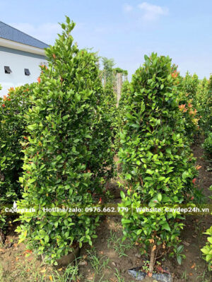 Vườn dưỡng cây Hồng Lộc cao 2m, tán hình tháp, đk 45 - 50cm