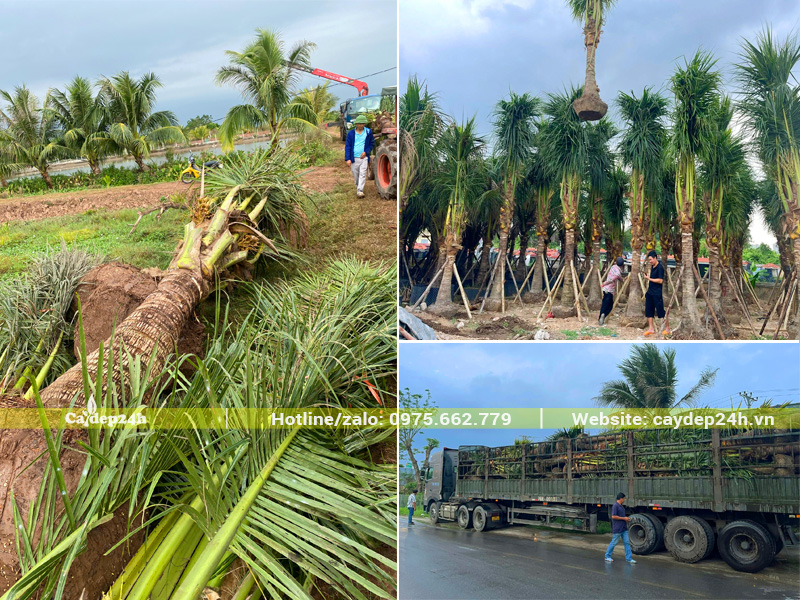 Bốc xếp cây dừa công trình đã dâm ủ tại vườn ở Hưng Yên