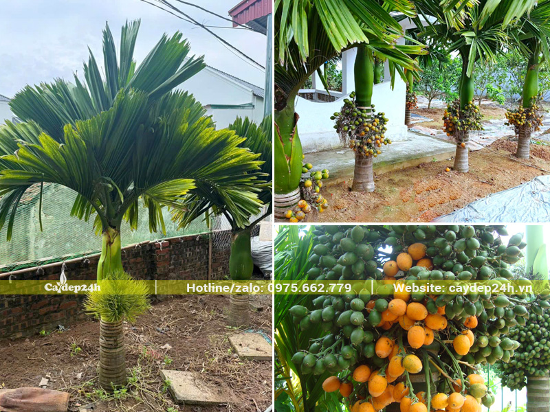 Trồng cây cau lùn trước nhà