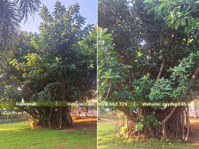 Đa Búp Đỏ cổ thụ trồng trong công viên ở TP Hồ Chí Minh