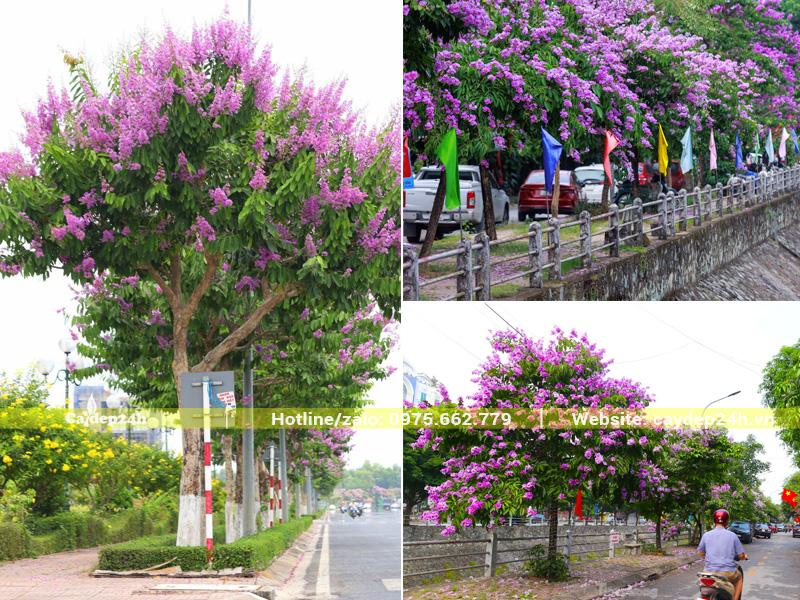 Trồng hàng cây bằng lăng tím dọc vỉa hè đường phố