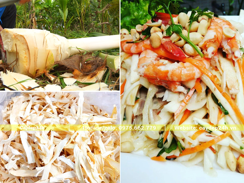 Cổ hũ dừa lấy từ đọt non của cây dừa