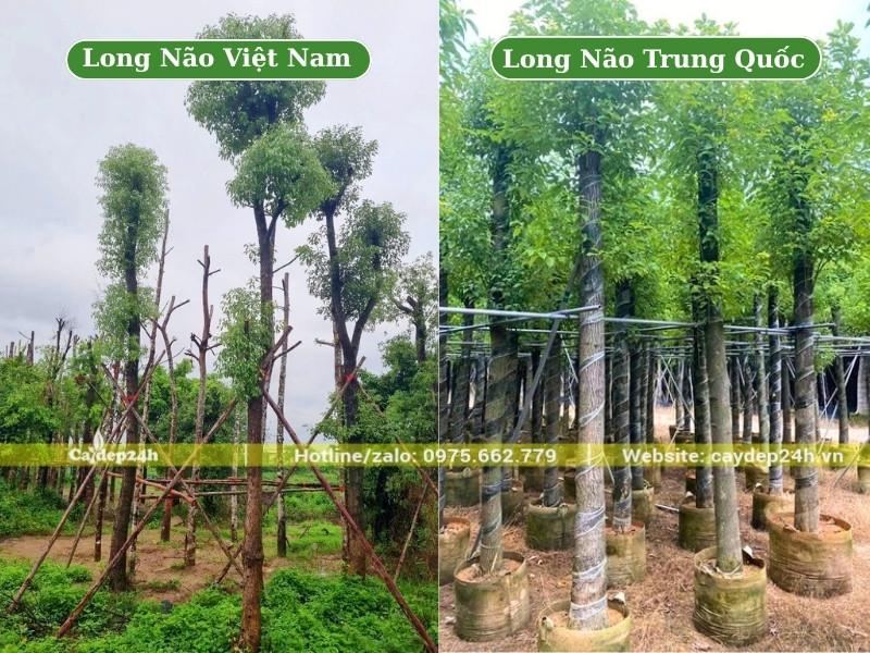 Hình ảnh so sánh cây long não Việt Nam và long não nhập khẩu từ Trung Quốc