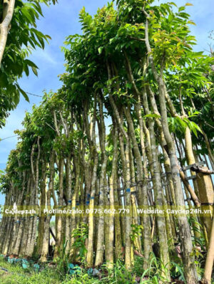 Hàng cây bằng lăng chiều cao 5 - 6m