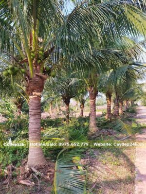 Dừa công trình lóng thân cao 1m2, đã tỉa gọn cành lá