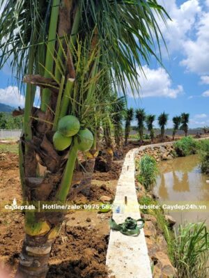 Hàng Dừa mới trồng, chạy bao quanh bờ hồ