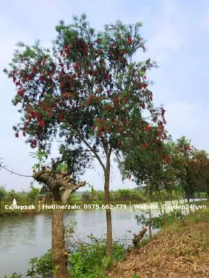 Hàng Liễu Đỏ trồng ven sông đang nở rộ hoa