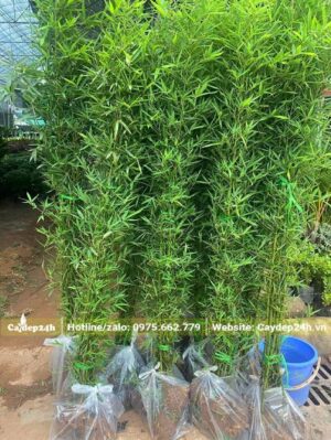 Hơn 10 bịch cây Trúc Quân Tử được đóng gói cẩn thận