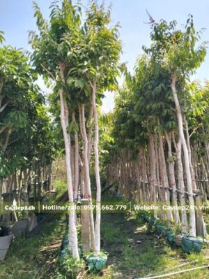 Những hàng Bằng Lăng công trình đang dưỡng trong bầu