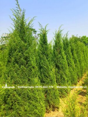 Tùng Tháp công trình cao hơn 2m, vanh khoảng 15